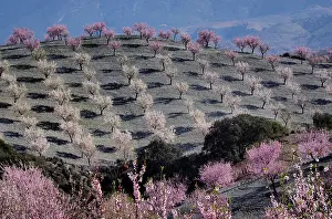 Almond: Several almond trees in blossom on mountain slope