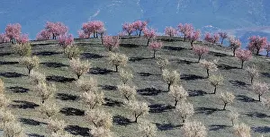 Almond: Several almond trees in blossom on mountain slope