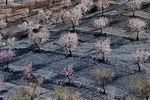 Almond: Several almond trees in blossom on mountain slope