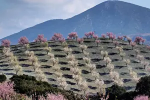 Almond: Several almond trees in blossom on mountain slope