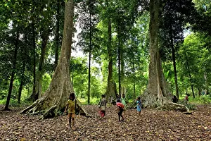 Kids: Almond trees - Kids collecting fallen almonds