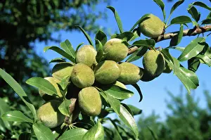 Nuts: Almonds Growing on a Tree