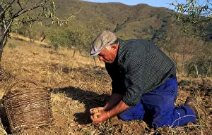 Almonds: ALMONDS - man harvesting
