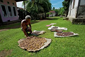 Amygdalus: Almonds and Nutmeg - drying in the sun