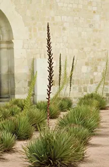 Aloe: Aloe