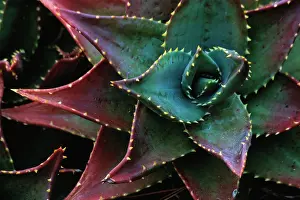 Aloe: Aloe
