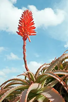 Aloe: Aloe