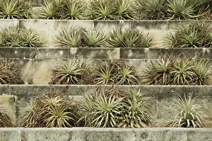Composition: Aloe