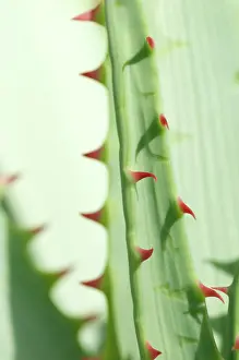 Aloe: Aloe