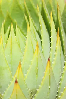 Aloe: Aloe, Aloe polyphylla, clsoe up showing pattern