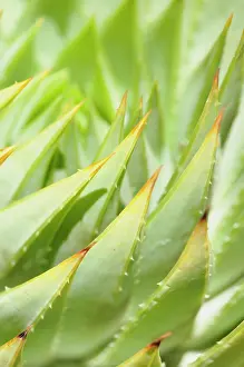 Aloe: Aloe, Aloe polyphylla, clsoe up showing pattern