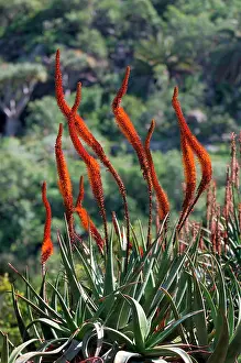 Aloes: Aloe castanea - Botanical Gardens
