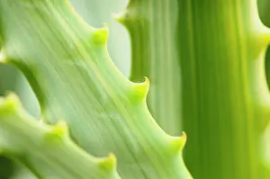 Aloe: Aloe cultivar, Aloe, Green, Evergreen, Succulent, Summer Flo
