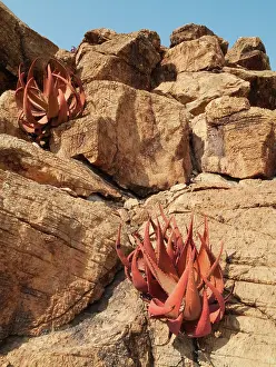 Aloes: Aloe gariepensis
