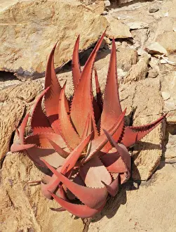 Aloes: Aloe gariepensis