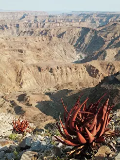 Aloes: Aloe gariepensis - cling at the canyon walls of