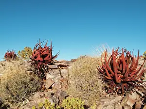 Aloes: Aloe gariepensis - clings at the canyon walls of
