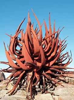 Aloes: Aloe gariepensis - clings at the canyon walls of