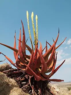 Aloes: Aloe gariepensis - with inflorescences