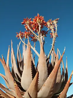 Aloes: Aloe hereroensis - with inflorescences and flowers