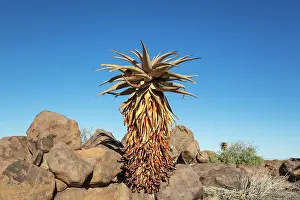 Remote: Aloe littoralis. Quiver tree forest