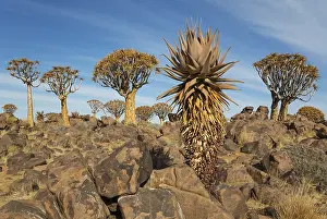 Quiver: Aloe littoralis and Quiver trees - formerly the