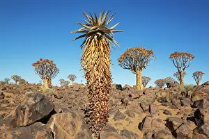 Remote: Aloe littoralis and Quiver Trees (Aloidendron dichotomum)