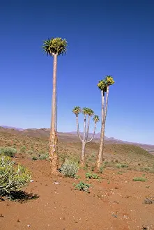 Quiver: Aloe pillansii / Bastard Quiver Tree