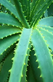 Aloe: Aloe Plant - September