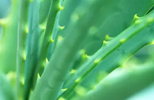 Aloe: Aloe Plant - September