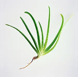 Vera: Aloe vera