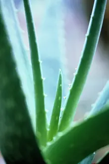 Vera: Aloe vera