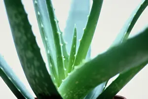 Vera: Aloe vera