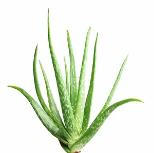 Vera: Aloe Vera