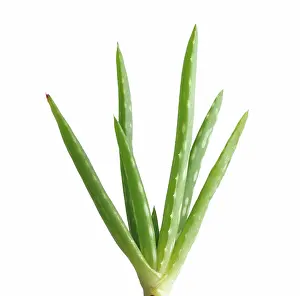 Vera: Aloe Vera