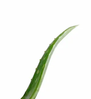 Vera: Aloe Vera