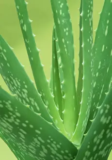 Vera: Aloe Vera