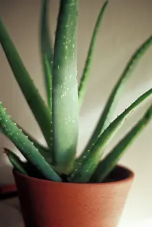 Vera: Aloe Vera