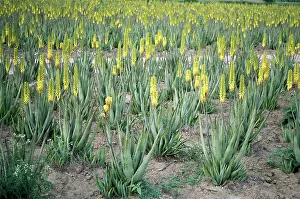 Aloe: Aloe vera