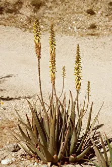 Aloe: ALOE VERA