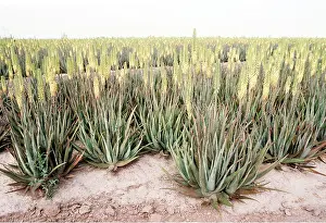 Aloe: ALOE VERA - Being grown for medicinal use