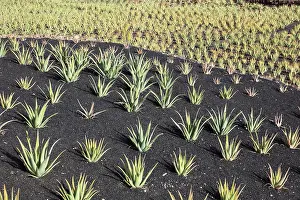 Aloe: Aloe Vera Plantation at Orzola, near Haria, Lanzarote