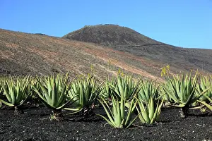 Aloe: Aloe Vera Plantation at Orzola, near Haria, Lanzarote
