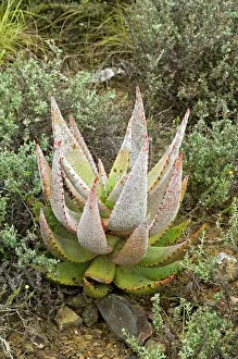 Ferox: Aloe White Scale insect infestation on aloe (Aloe ferox)