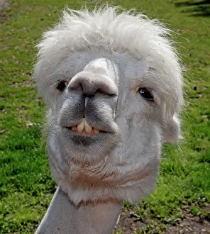 Alpacas: Alpaca