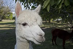 Alpaca: Alpaca