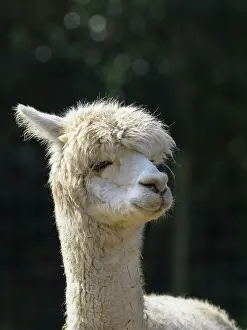 Alpaca: Alpaca