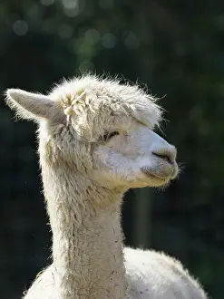 Alpaca: Alpaca