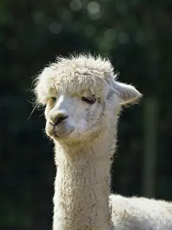 Alpaca: Alpaca