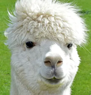 Wool: Alpaca